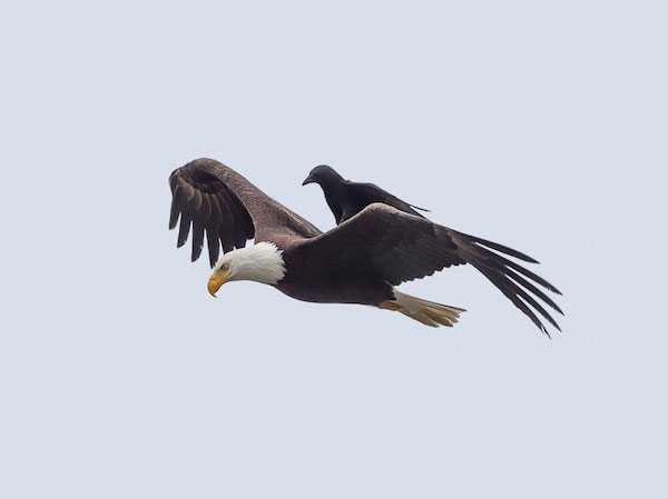 aguia e corvo