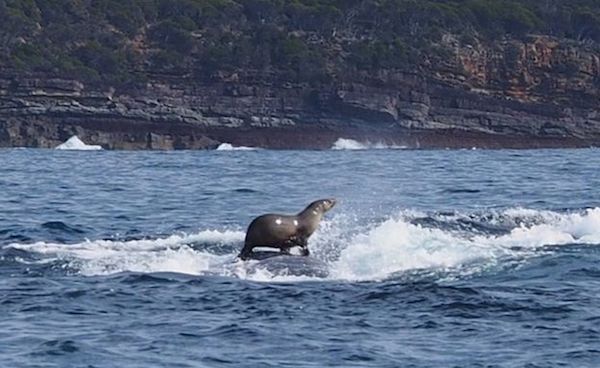 foca e baleia