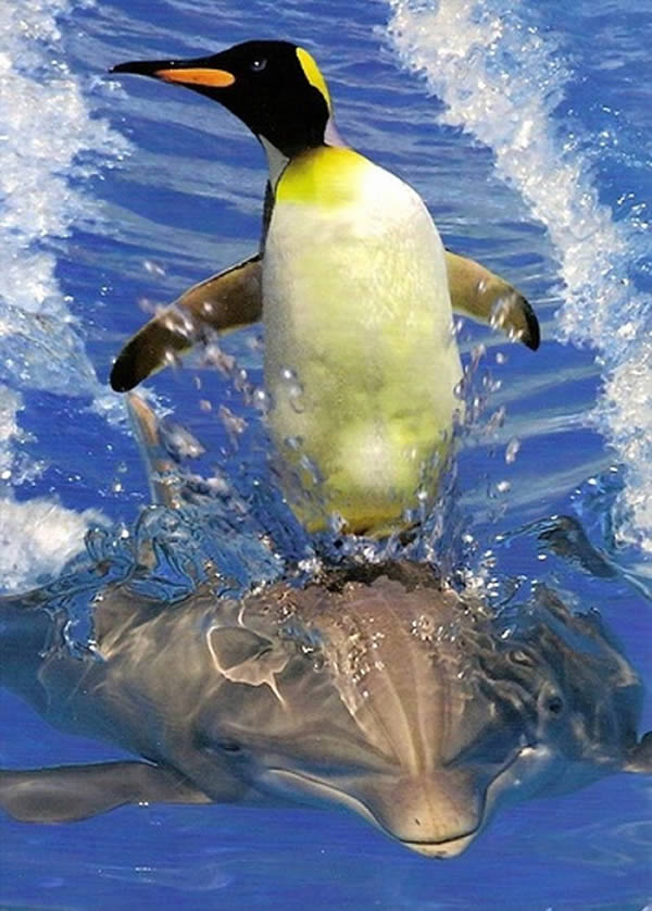 pinguim e golfinho