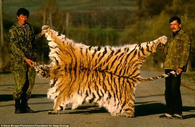 12 tigre siberiano tapete
