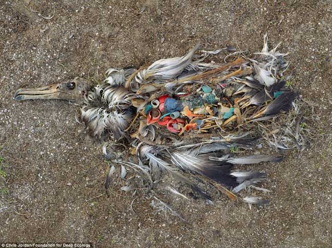 14 albatroz decomposicao morto