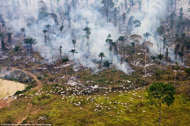 26 floresta chamas incendio