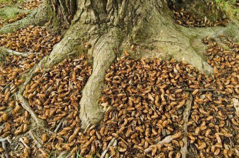 Invasões enormes de cigarras