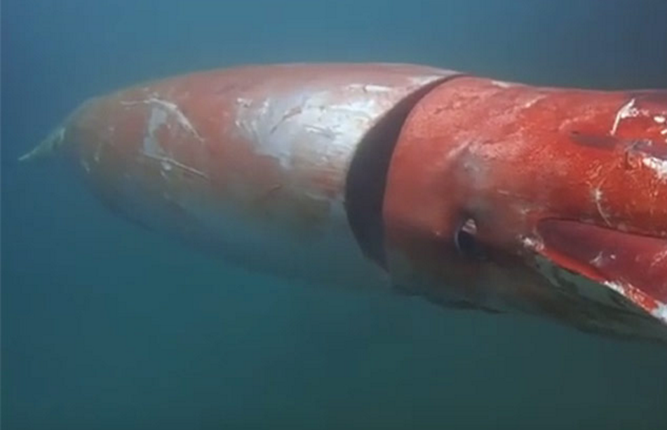 Глубоководный кальмар размеры. Гигантский кальмар Архитеутис. Арктический глубоководный кальмар.