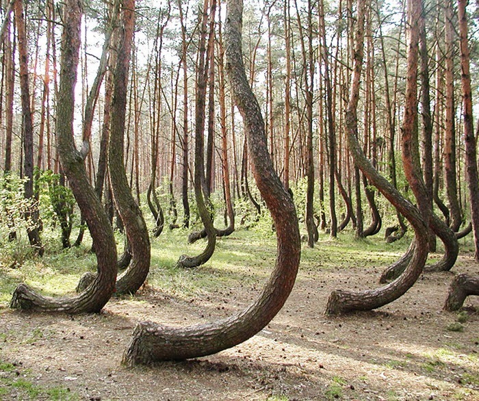 arvores curvadas floresta