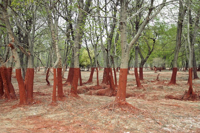floresta arvores vermelhas