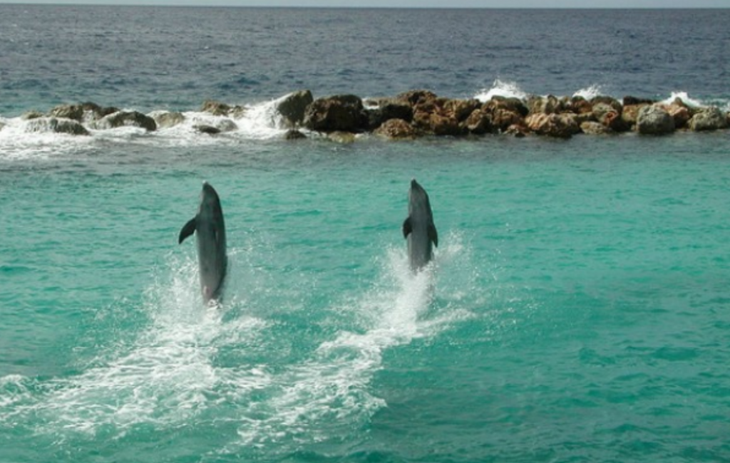 Acredite ou Não, até os Golfinhos andam sobre a água 