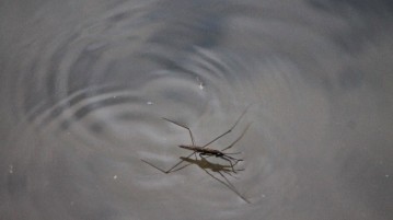 6 Animais capazes de andar sobre a água insetos capazes de andar sobre a agua