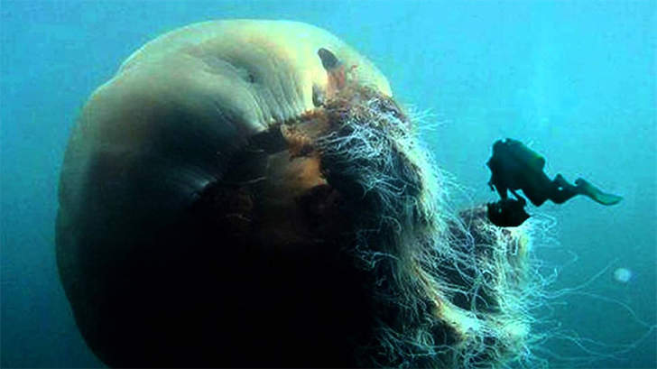 oceano mar agua viva medusa gigante