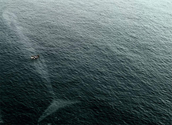 oceano mar baleia gigante