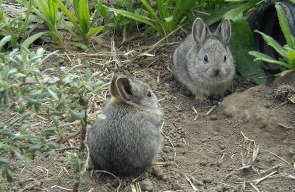 Em 2002, havia apena 16 desses coelhos selvagens