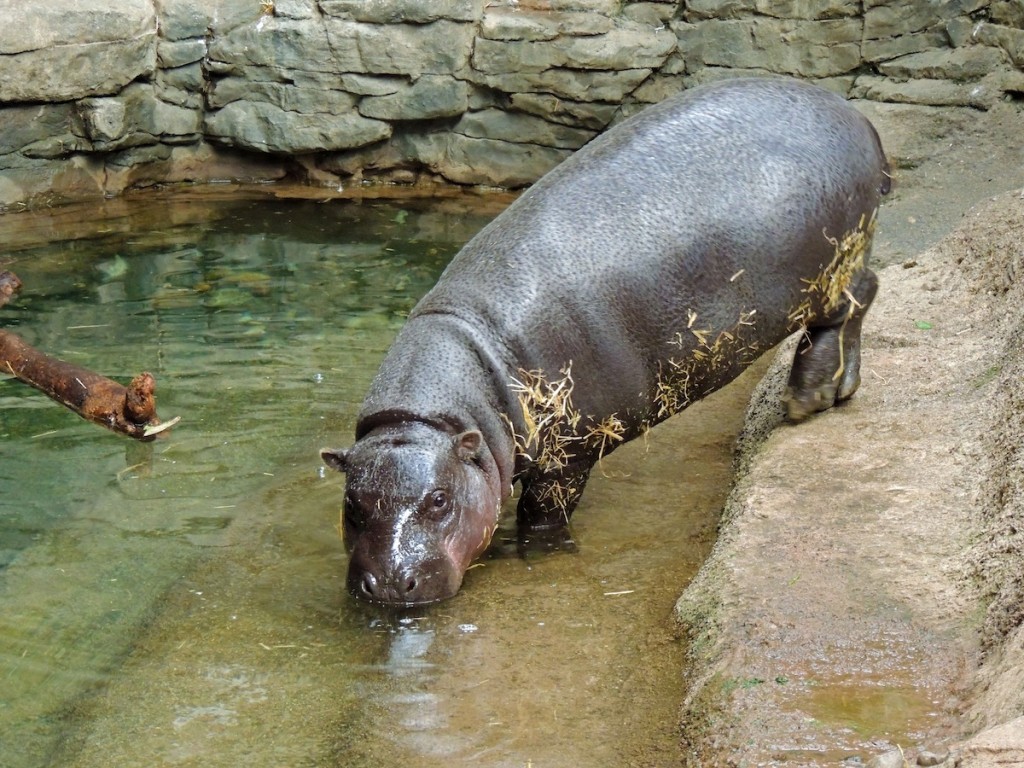 Os hipopótamos pigmeus têm cabeças menores, e pernas mais longas