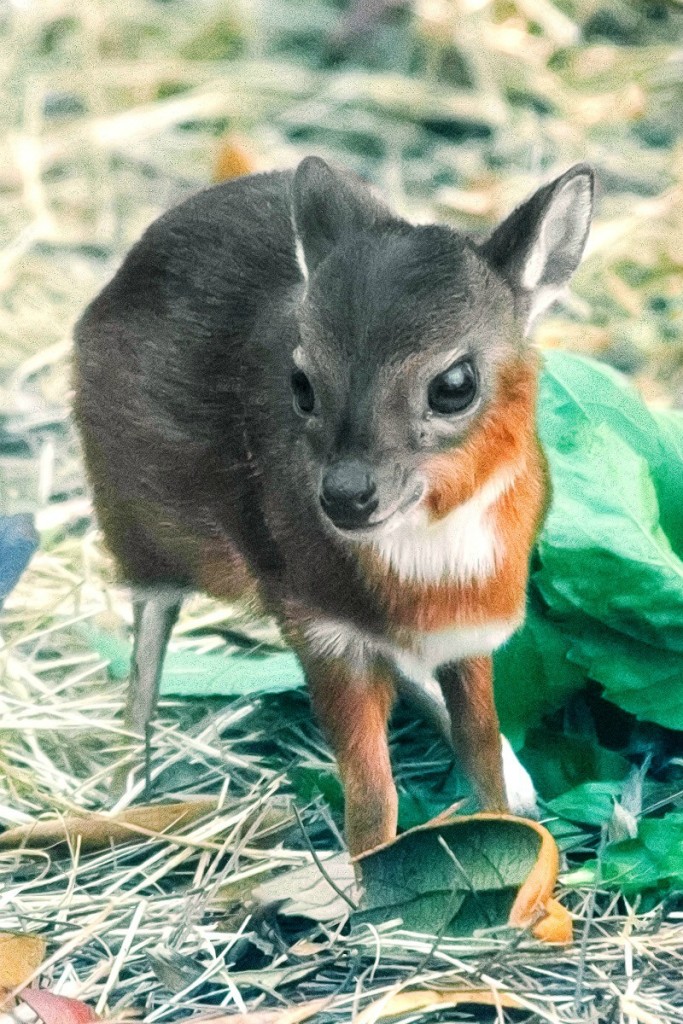 Não é por que ele é pequeno que será uma presa fácil