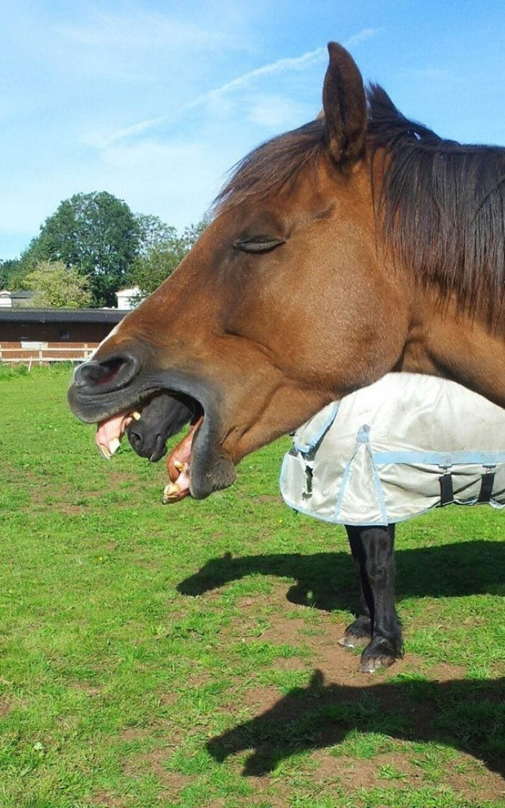 Cavalo comendo cavalo