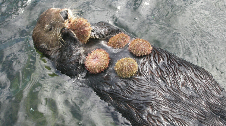 As lontras do mar também podem estar ajudando a combater a mudança climática.