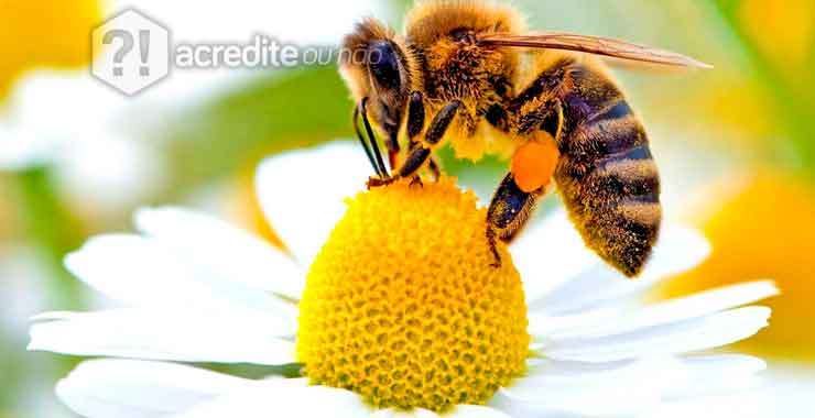 As abelhas são responsáveis pela polinização de cerca de 250.000 espécies de plantas.