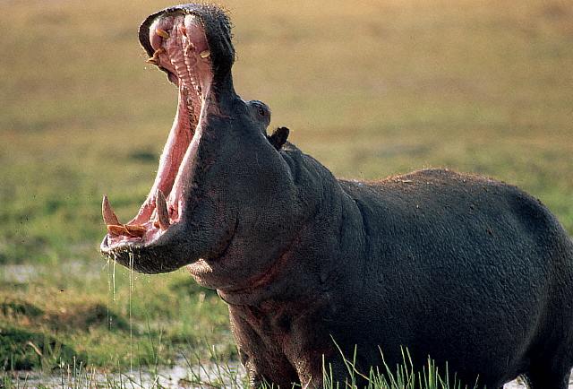 A bull hippopotamus displays aggressive behavior as a predator approaches.