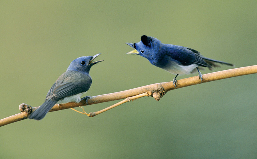 pássaro-cantando-pra-fêmea
