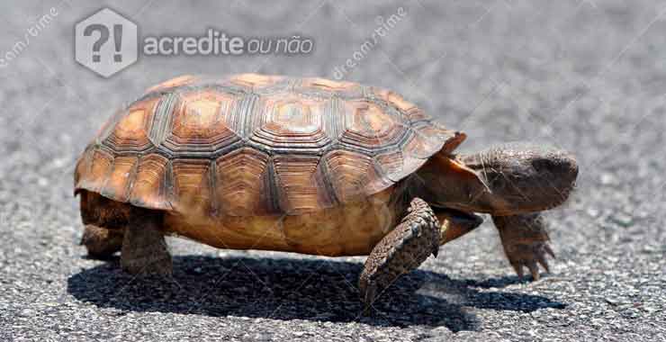 Sem tartarugas gopher, muitas espécies não seriam capazes de sobreviver.