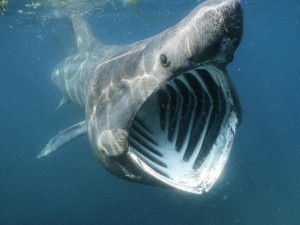 tubarão-boca-grande