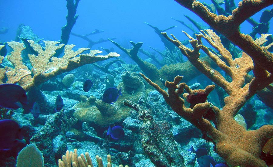 corais-proteção-solar