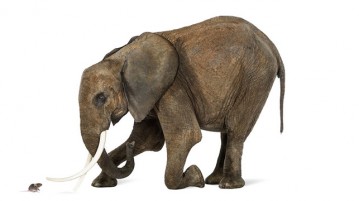 Os elefantes realmente têm medo de ratos? elefante-rato