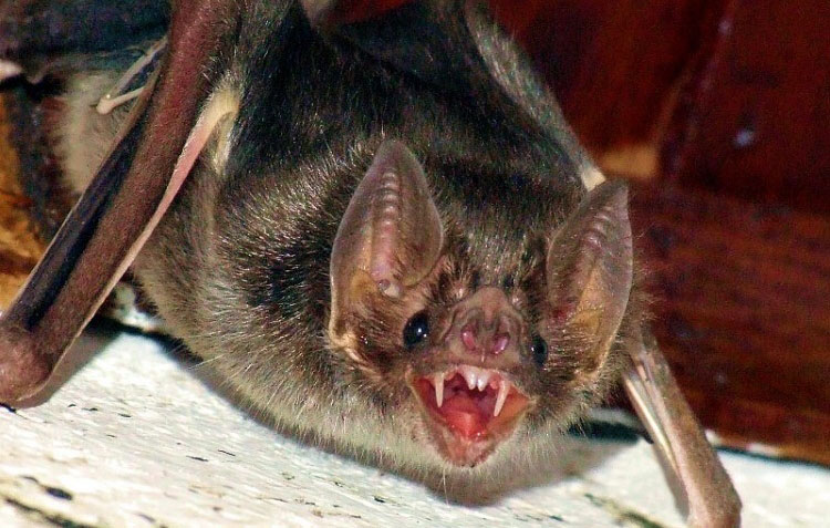 morcego-vampiro