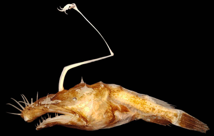 Lasiognathus dinema, considerado como um dos peixes mais feios do mundo.