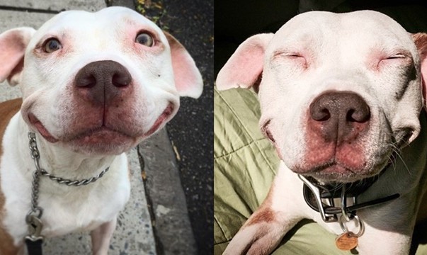 cão que sorri