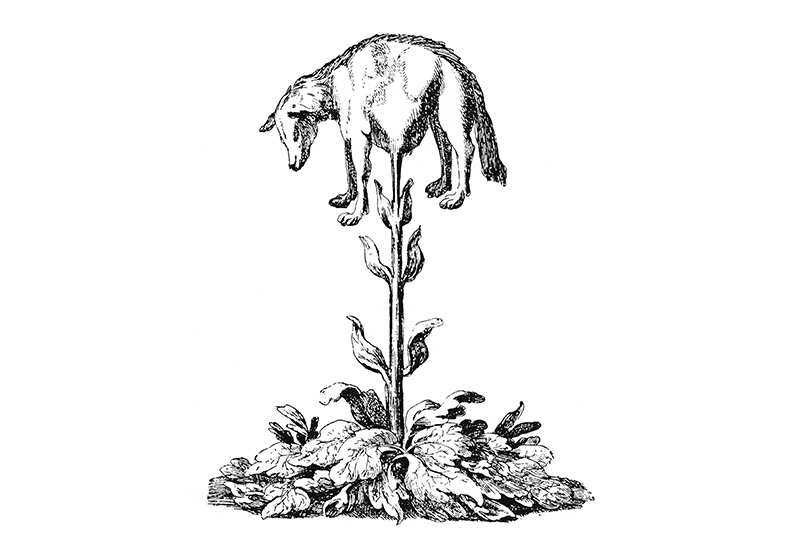 cordeiro-vegetal-da-tartária
