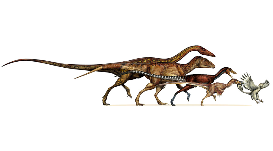 dinossauro-evolução-ave