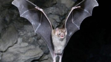 morcegos vampiros