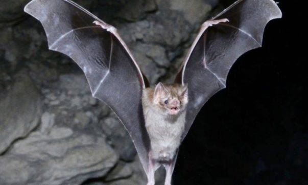 morcegos vampiros