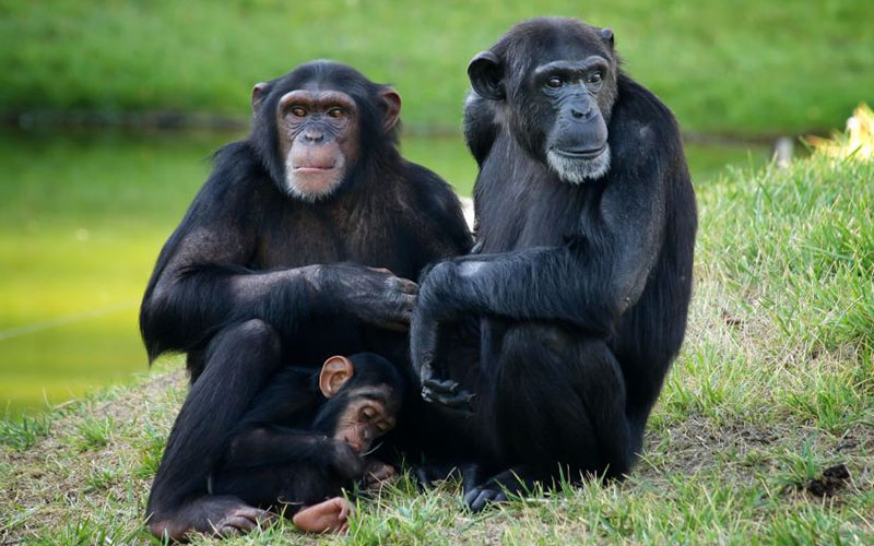 chimpanze-familia