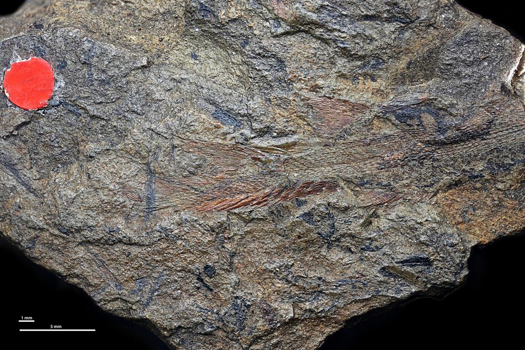 Fóssil do Aetheretmon