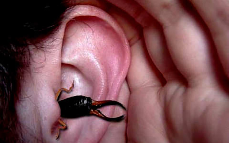inseto-orelha