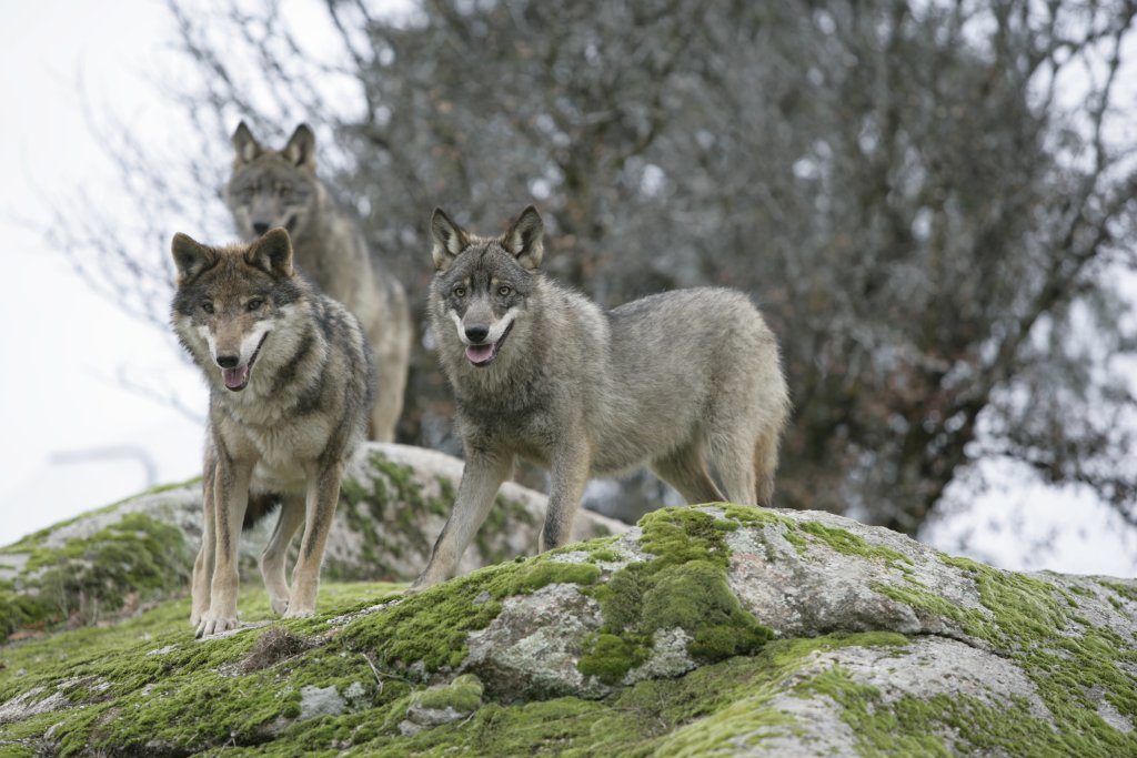 lobo cinzento Canis lupus