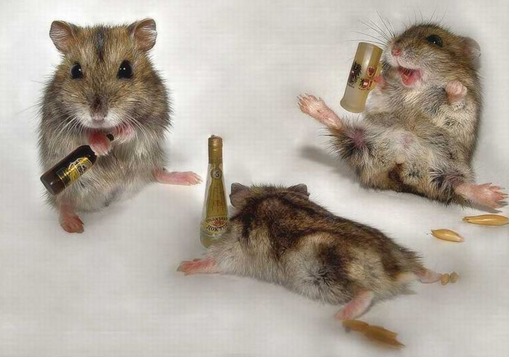 ratos-bêbados
