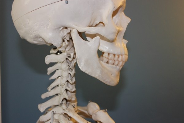 skull-vertebrae-anatomy-bone-body-human-skeleton