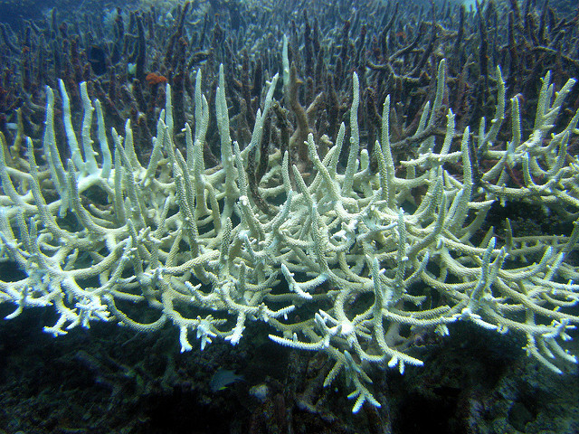 Exemplo de coral que sofreu branqueamento