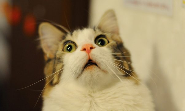 gatos