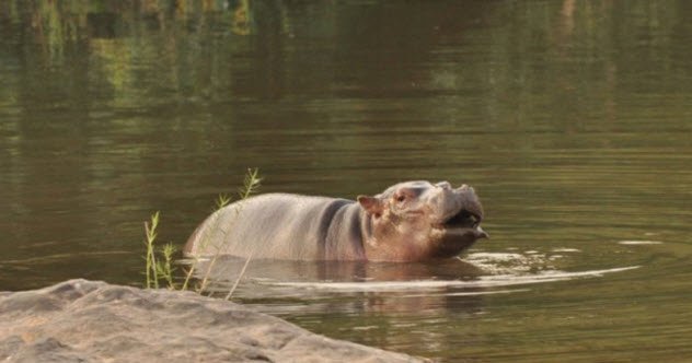 animais-hipopotamos