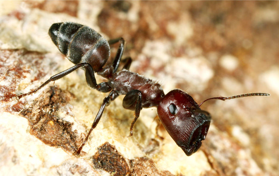(As formigas Colobopsis explodens da casta das operárias maiores - também chamadas de "porteiras" -, têm grandes cabeças achatadas na frente, que são utilizadas para bloquear fisicamente as entradas do formigueiro, impedindo a entrada de invasores. Foto: Heinz Wiesbauer)