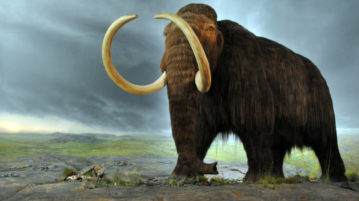 mamutes