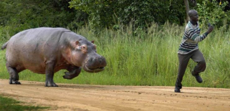 Colômbia tenta resolver problema com os hipopótamos de Pablo Escobar