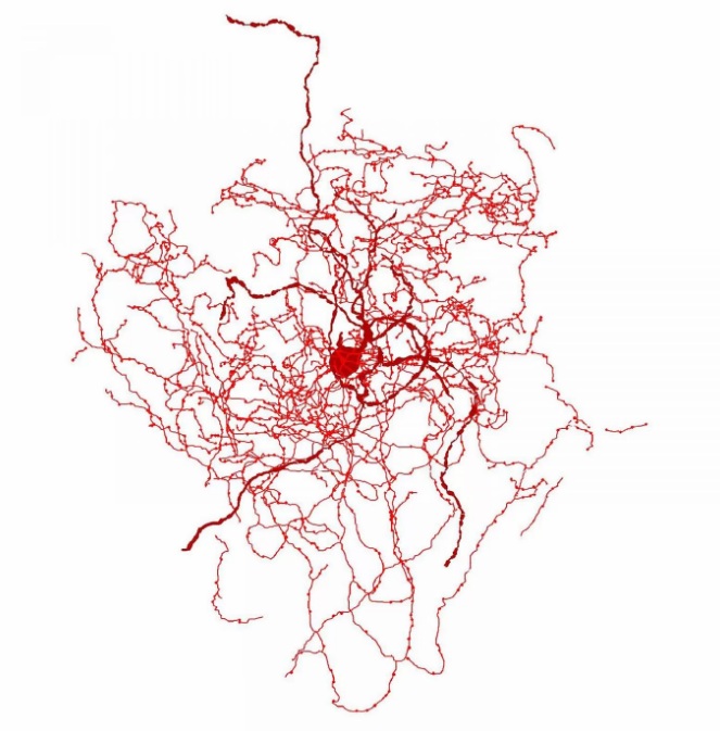 neurônio-rosa mosqueta