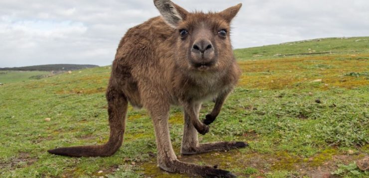 Por que cangurus e outros animais diferentes só existem na Austrália