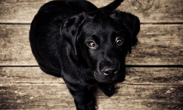 AN cachorros entendem palavras