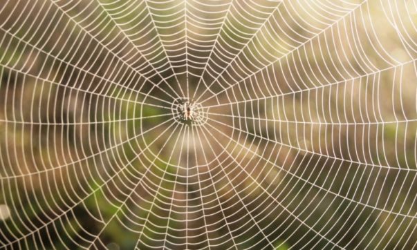 aranha