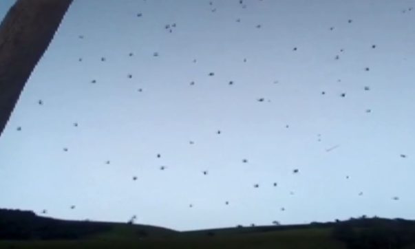 chuva de aranhas